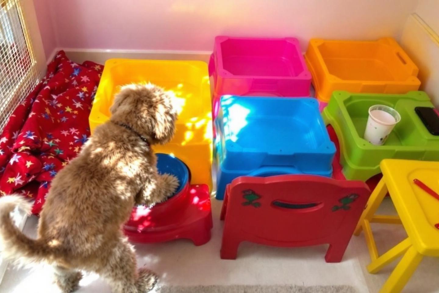 gamelle anti-glouton pour un chien les risques digestifs liés à une alimentation trop rapide